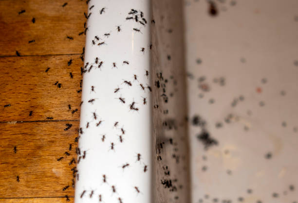 Best Residential Pest Control  in Union City, OH