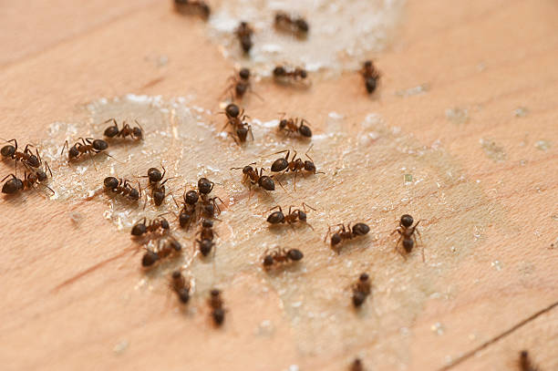 Best Cockroach Control Services  in Union City, OH